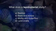 What Does a Lepidopterist Study?