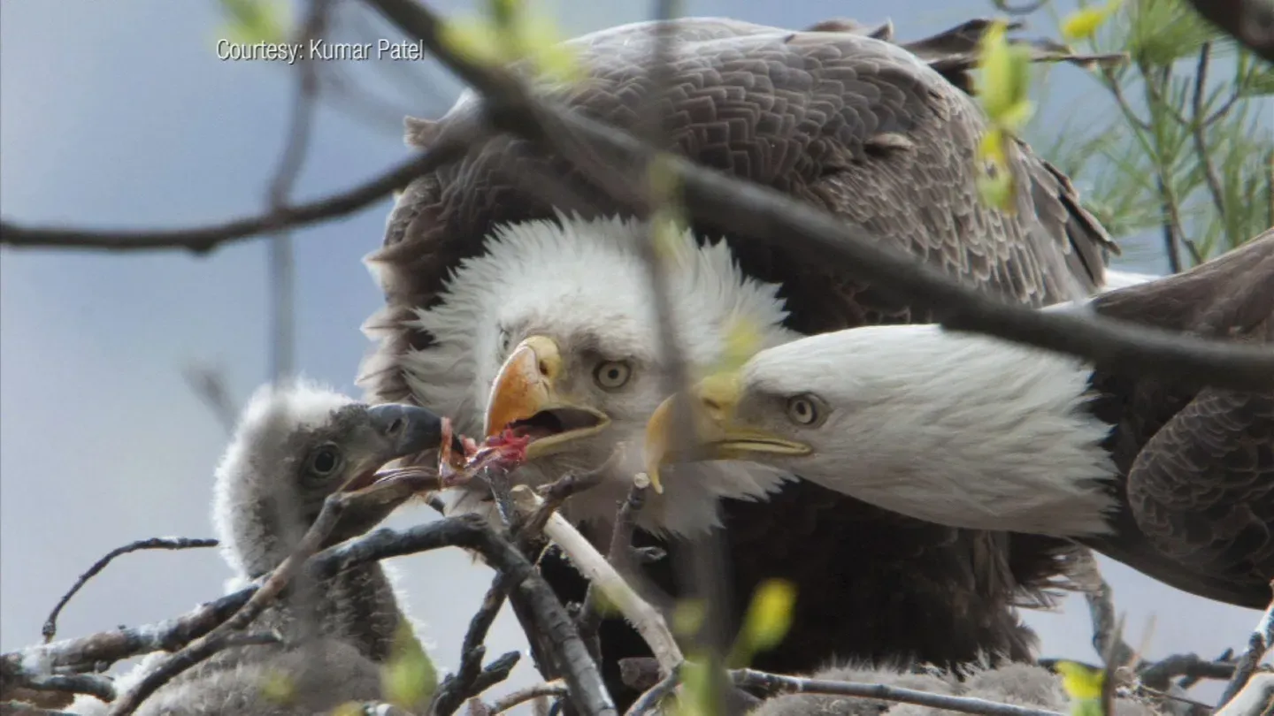 Bald eagles in New Jersey