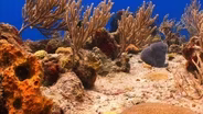 Coral Reef Restoration