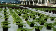 Growing Plants without Soil