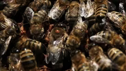 Plummeting honey bee populations