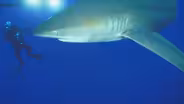 The healing power of shark skin?