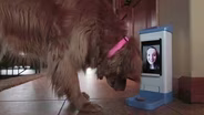 Virtually connect with your pet