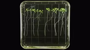 Harvesting plants in space