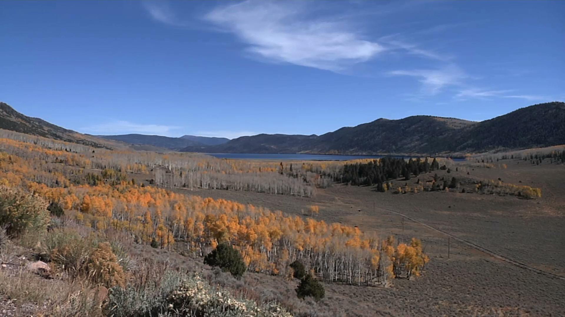 Pando, one of the oldest and largest organisms SciTech Now Programs