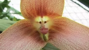 Orchids: Masters of deception