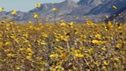 Life blooms in Death Valley