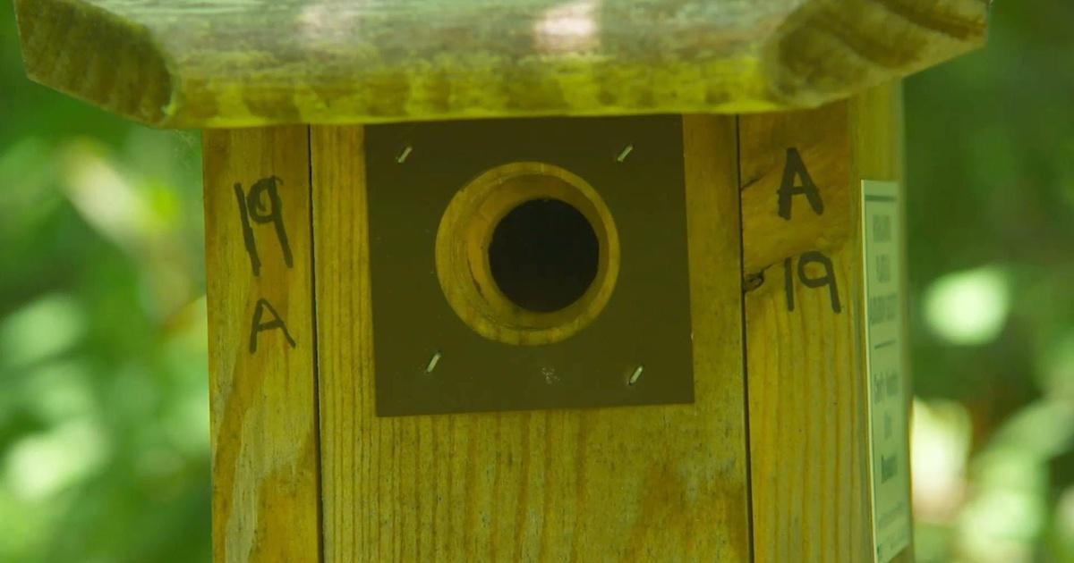 How songbirds are surviving climate change