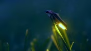 How to talk to fireflies