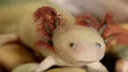 Learning from a salamander that regenerates its limbs