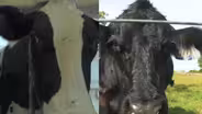Breeding cattle without horns