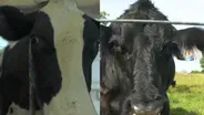 Breeding cattle without horns