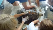 Sea turtle nesting 