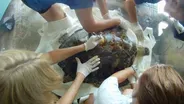 Sea turtle nesting 