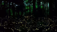 Learn how fireflies synchronize