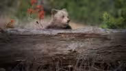 Tracking grizzly bears
