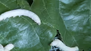 Spider silk