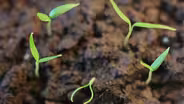 Altering the process of photosynthesis