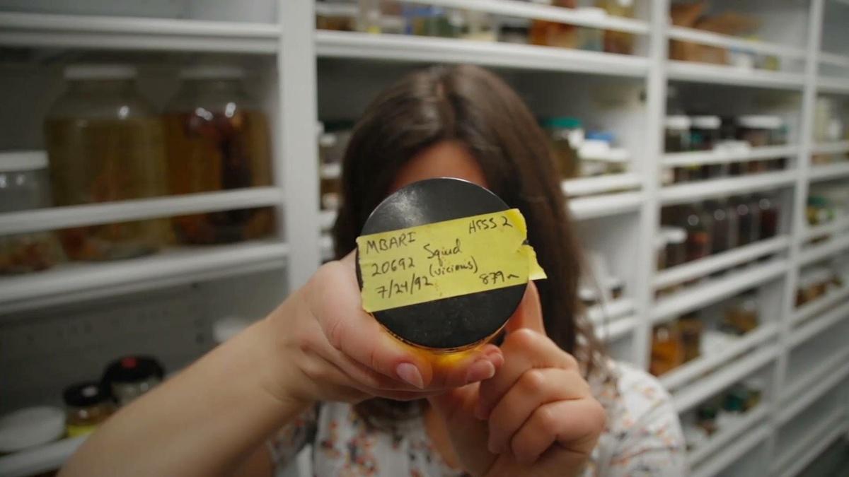 Why do squid release ink? SciTech Now THIRTEEN New York Public Media