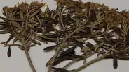 The New York Botanical Garden: The Steere Herbarium