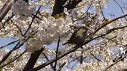 The New York Botanical Garden