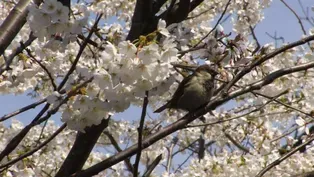 The New York Botanical Garden