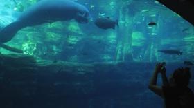 Video thumbnail: WLIW Arts Beat Jessica Reyes - “Gentle Giants”