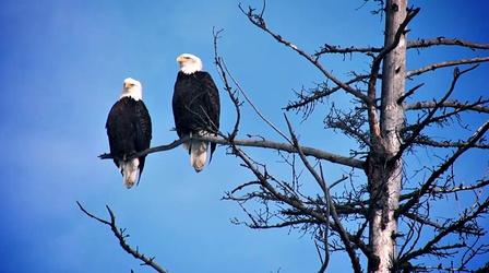 Video thumbnail: WLRN Nature Big Cypress National Preserve: Bald Eagles