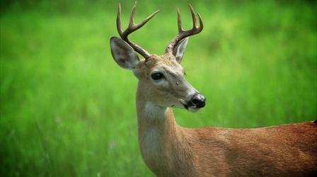 Video thumbnail: WLRN Nature Big Cypress National Preserve: Florida Deer