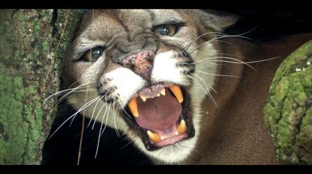 Video thumbnail: WLRN Nature Big Cypress National Preserve:  Panthers