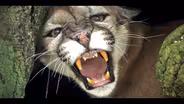 Big Cypress National Preserve:  Panthers