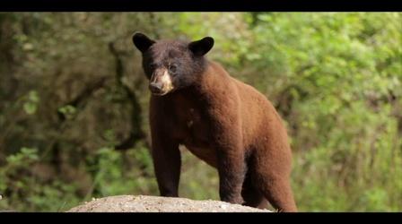 Video thumbnail: WLRN Nature Big Cypress National Preserve: Black Bears