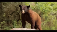 Big Cypress National Preserve: Black Bears