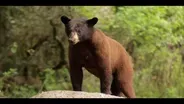 Big Cypress National Preserve: Black Bears