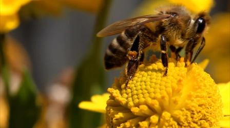 Video thumbnail: WLRN Nature Backyard Beekeepers