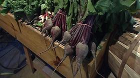 Video thumbnail: From Farm to Table Root Vegetables Rock