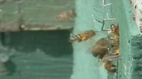 Video thumbnail: From Farm to Table The Benefits of Bees