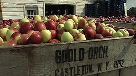 Video thumbnail: From Farm to Table It's Cider Time!