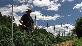 Video thumbnail: From Farm to Table Sizzling Stir-Fries
