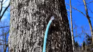Purifying Maple Syrup in the Hudson Valley