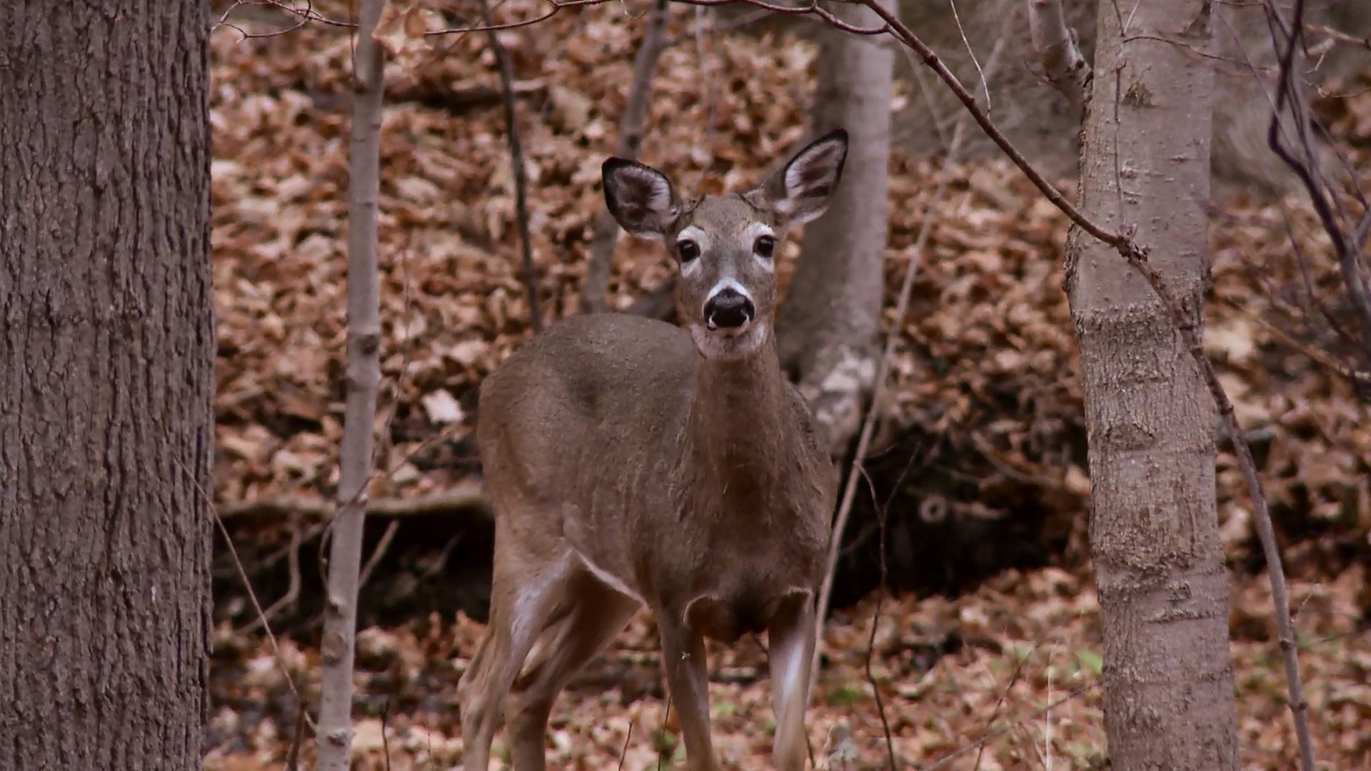 deer-population-control-new-york-now-pbs