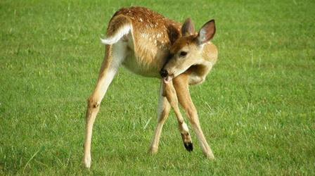 Video thumbnail: New York NOW Innovation Trail | Deer Population Control