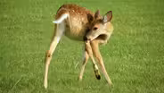 Innovation Trail | Deer Population Control