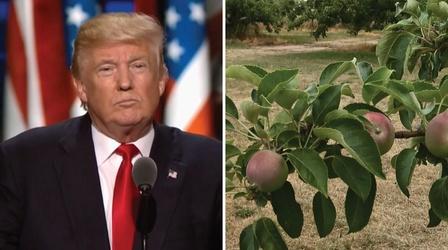 Video thumbnail: New York NOW Republican National Convention; Lack of Pollinators