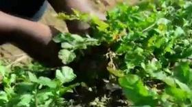 Video thumbnail: Our Town 'Our Town: Schenectady': Roots and Wisdom