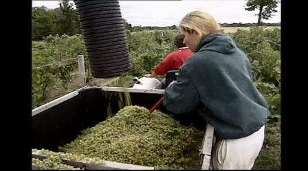 Video thumbnail: WMHT Specials New York's Wine Country | The Harvest and Crush