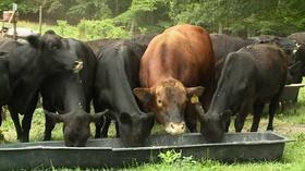 Video thumbnail: Maryland Farm & Harvest Episode 302