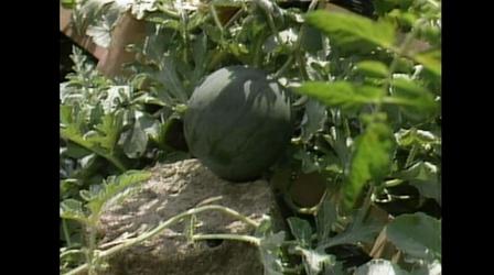 Video thumbnail: MPT Classics Good Earth Garden with Tina James #118