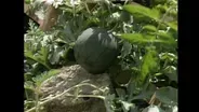 Good Earth Garden with Tina James #118