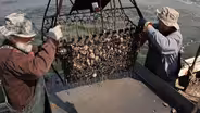 Spat! Bringing Oysters Back to the Chesapeake Bay
